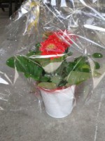 /album/galerie-photos/a1432814803392-jpg/