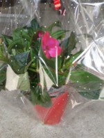 /album/galerie-photos/a1432814868105-jpg/